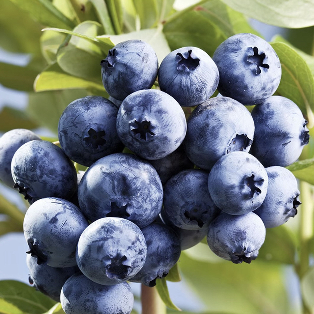 花香蓝莓树苗大果L25大果F6适合南北方庭院阳台盆栽种植抗寒抗旱
