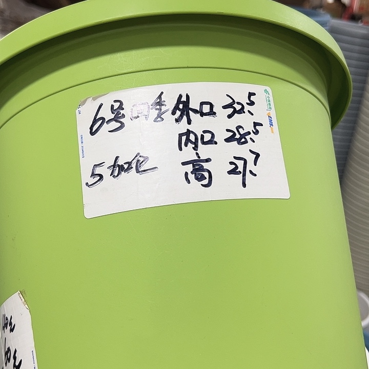 特价6号口32.5高28果绿色5只无托