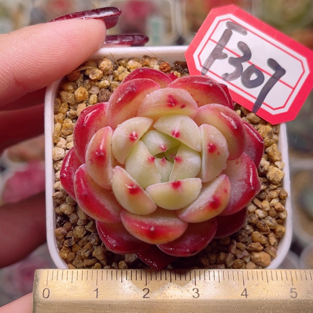 F307一物一拍 花箩