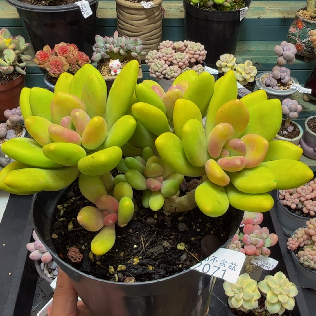 2017芒果奶15cm多肉