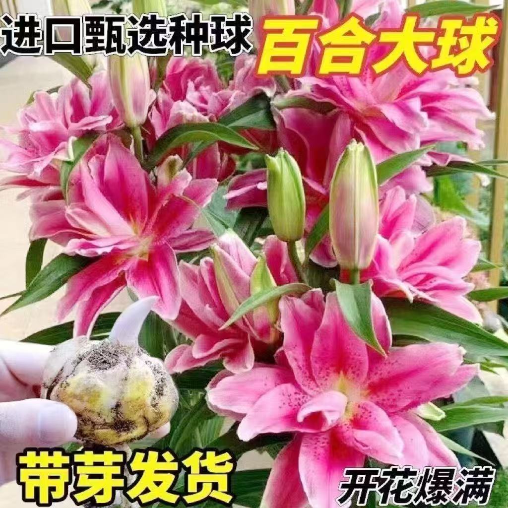 带芽香水百合花种球四季开花浓香型庭院阳台绿植盆栽