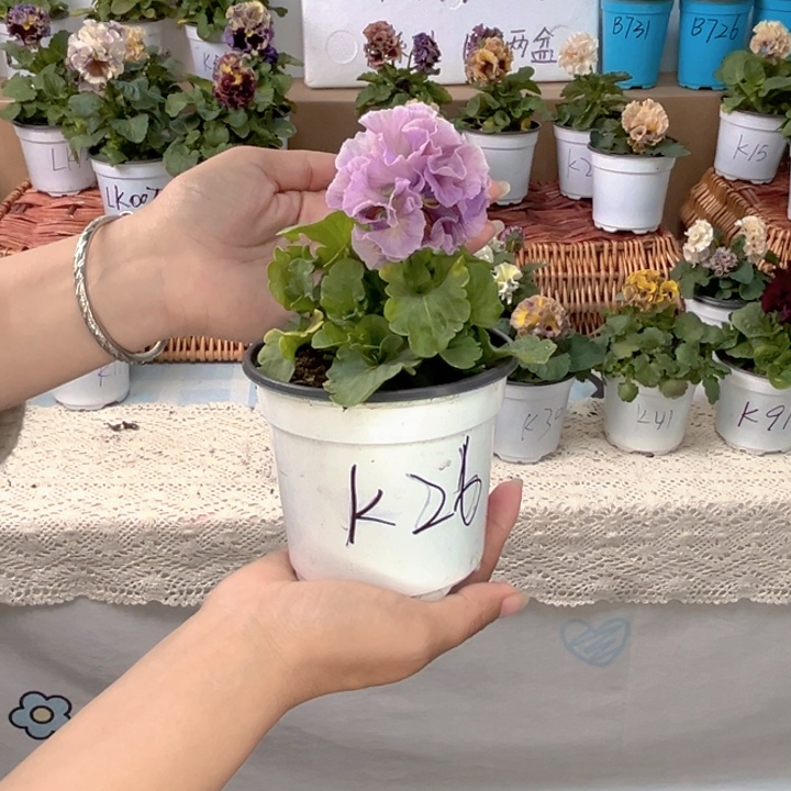 大部分花苞少量开放K26