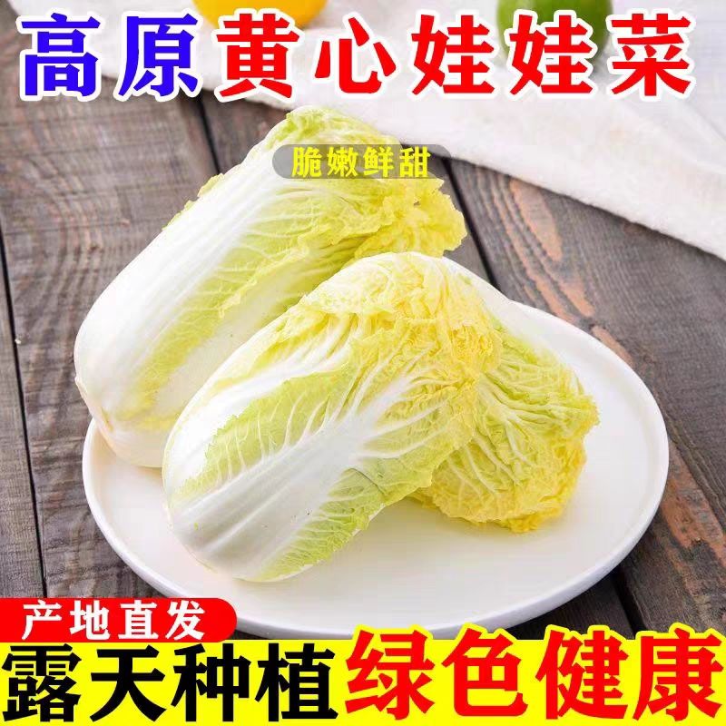 精品黄心娃娃菜产地直发露天种植新鲜时令蔬菜软糯香甜