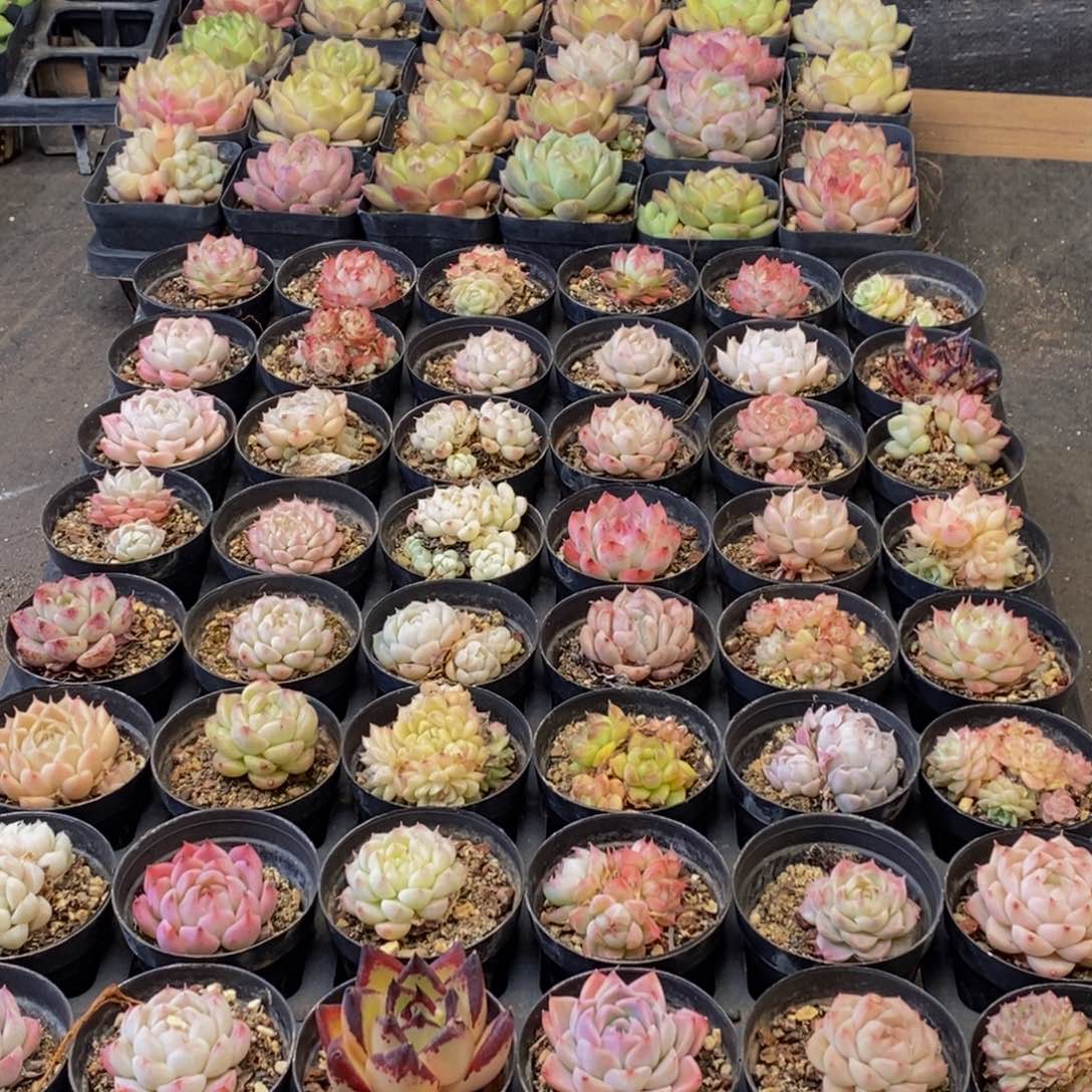 104多肉植物保护研究所所长助理