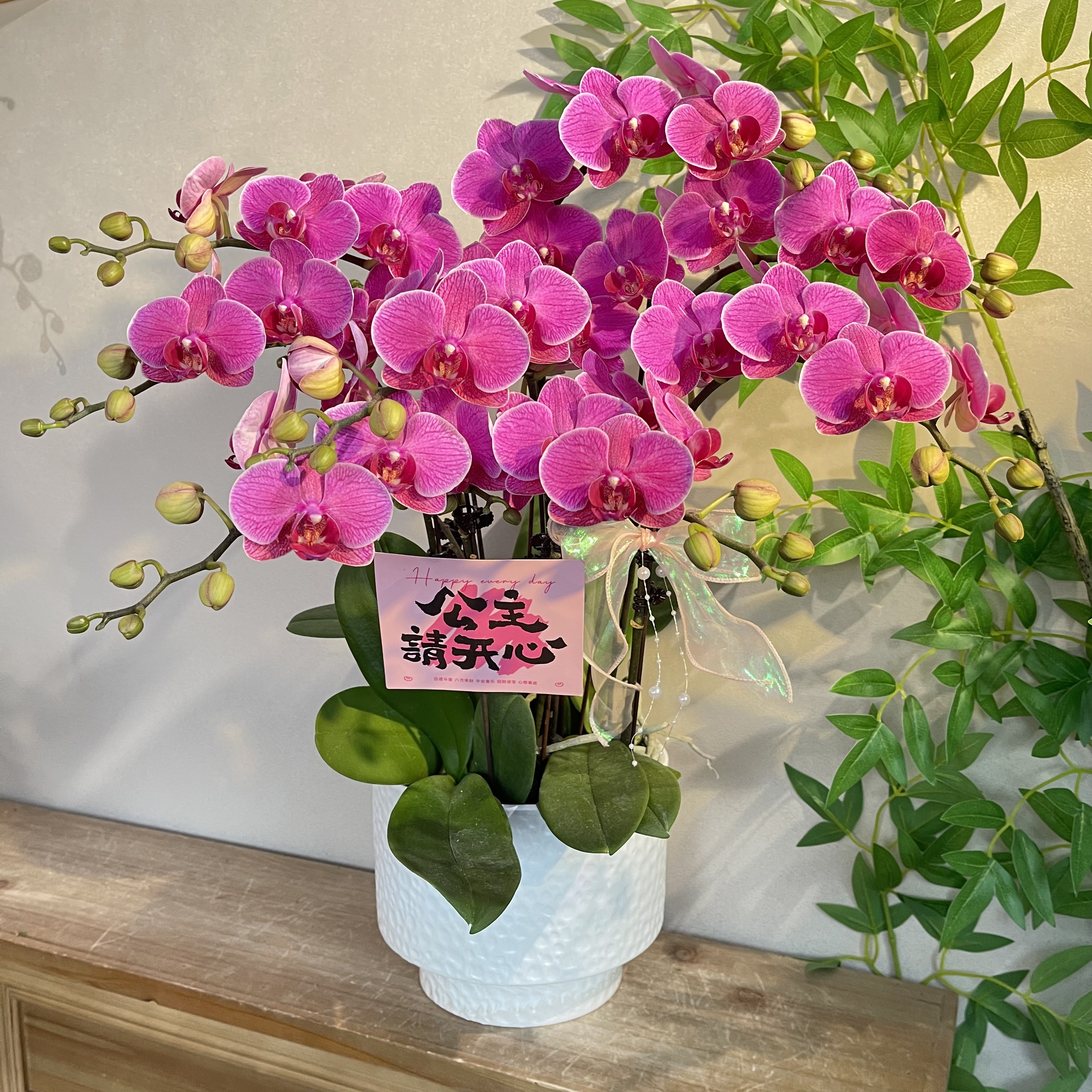 蝴蝶兰《梦叶罗丽》紫色大红紫花期长 苗情好花期长好养  基地直发