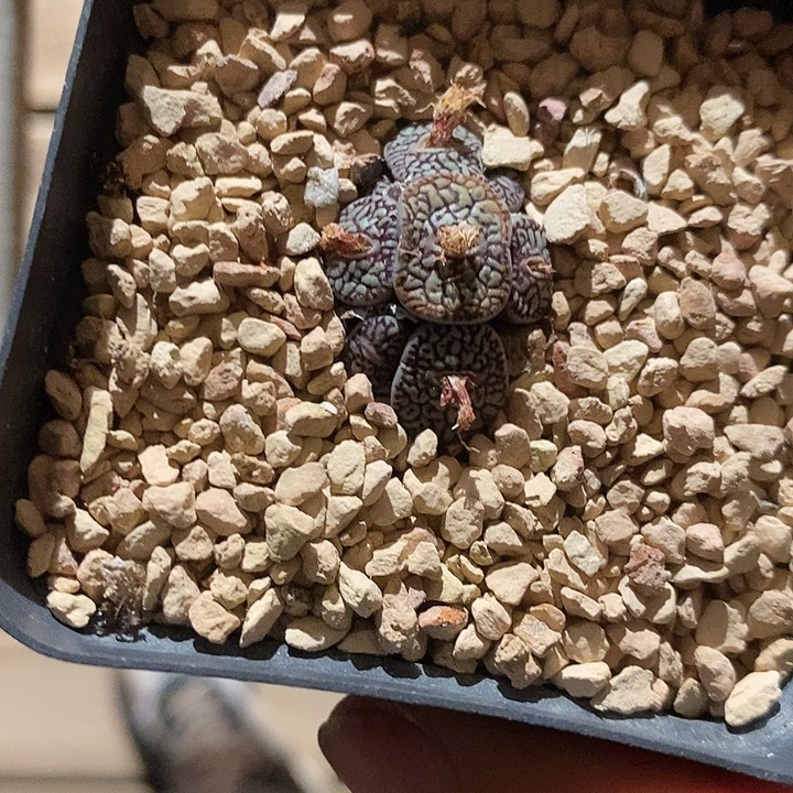 3413。     墨群。  