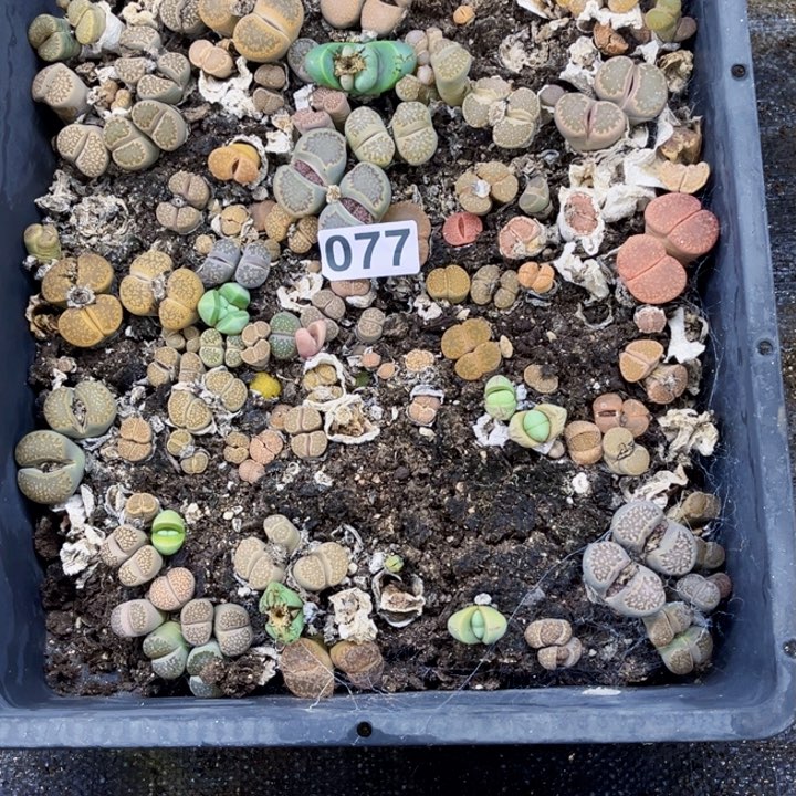 077 生石花一物一图如图带框