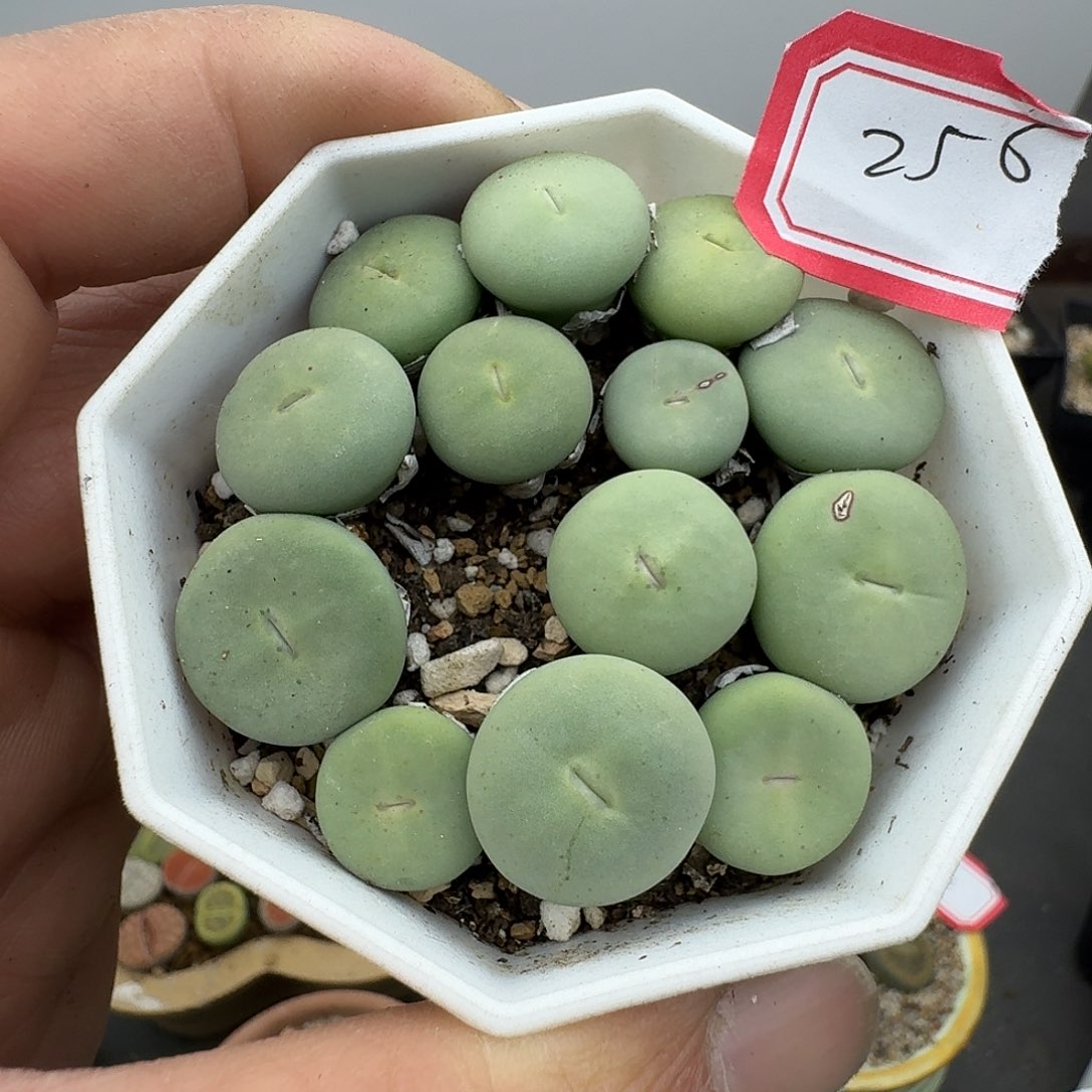 256多肉哈哈哈哈哈哈哈哈