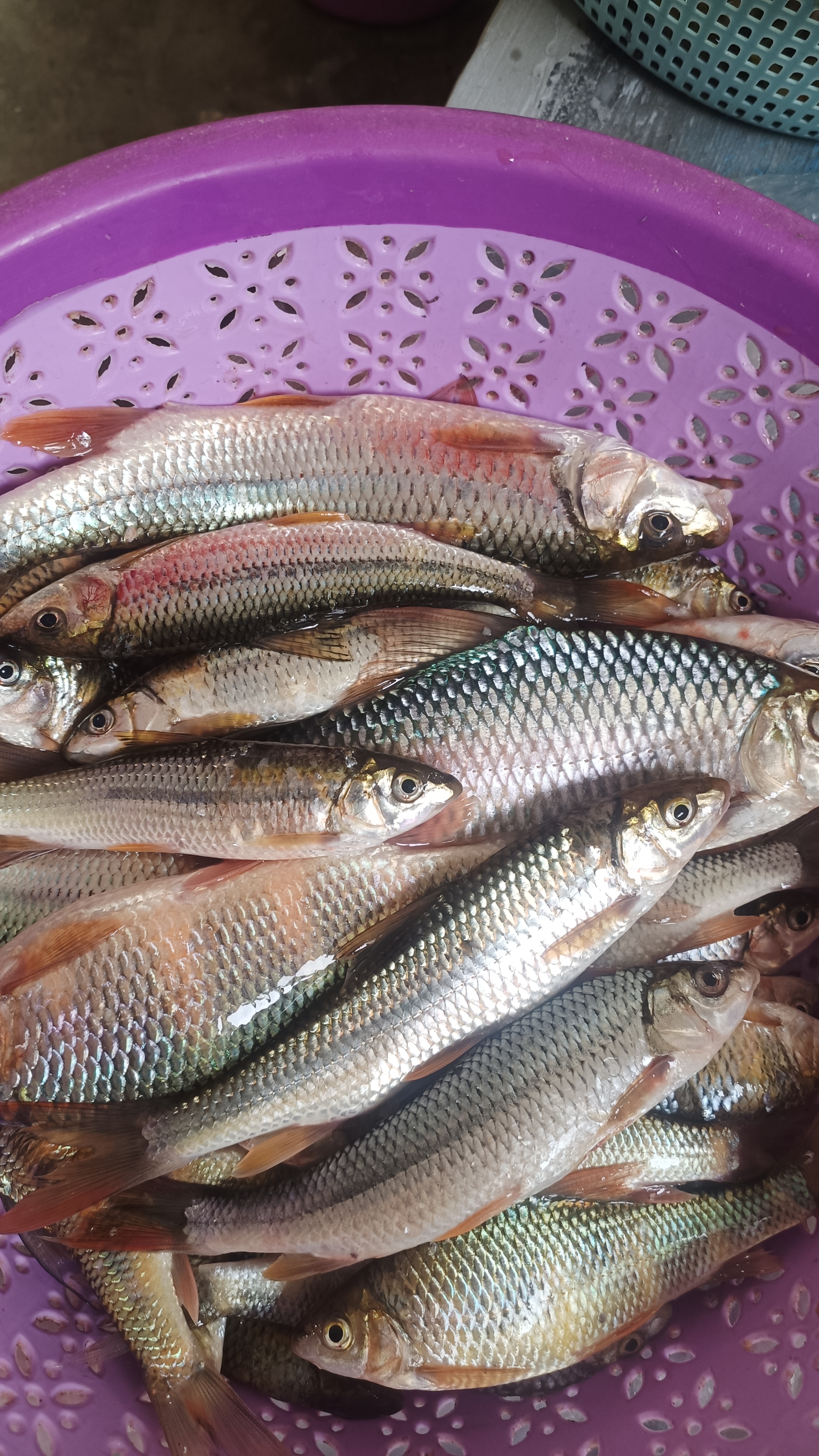 凌云河鱼仔白甲鱼一斤装真空包装京东包邮