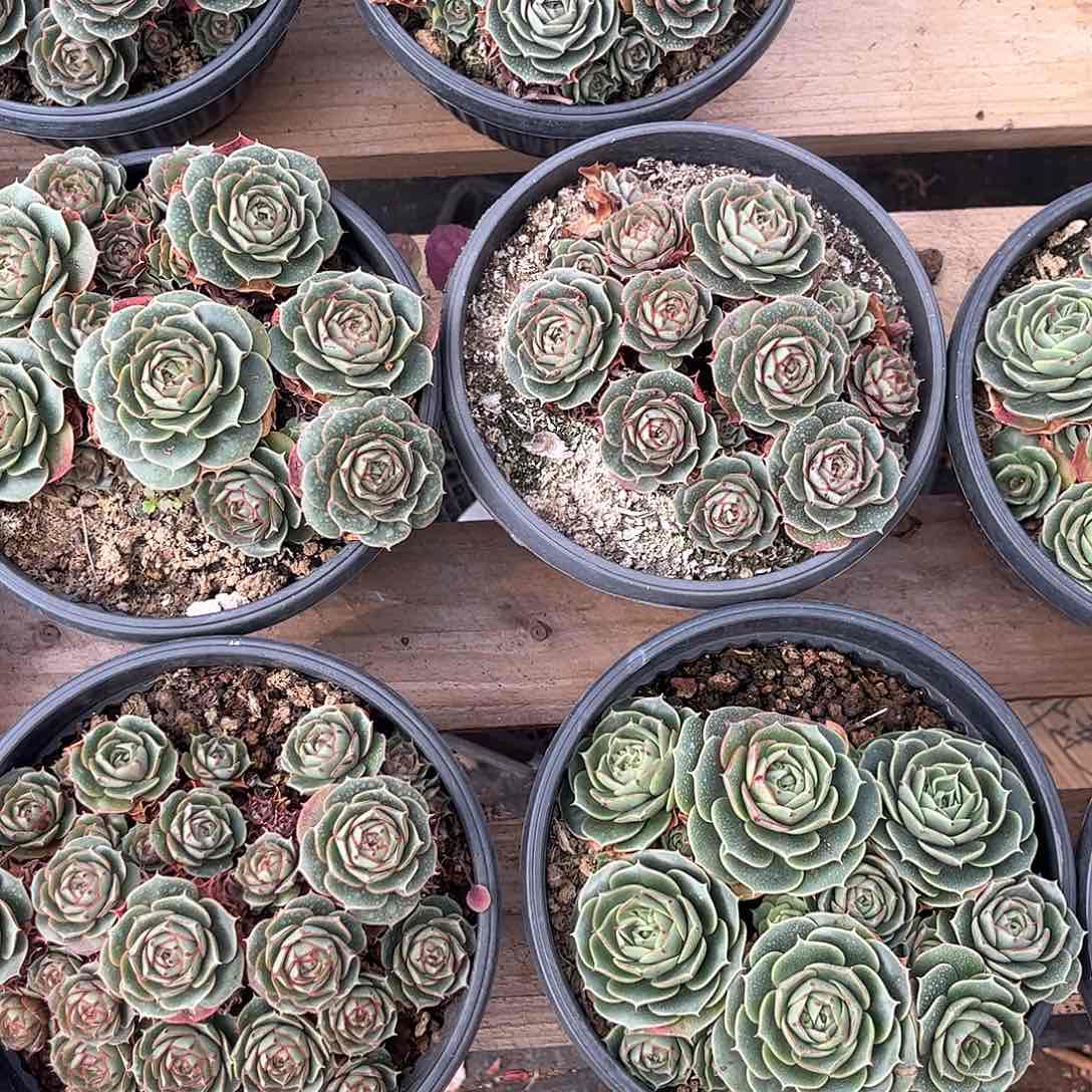 圆叶罗西马多肉植物0000