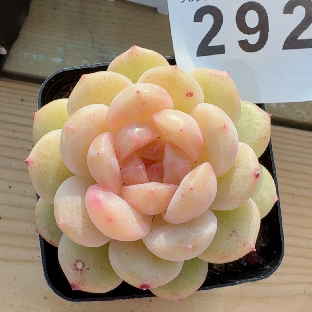 请****苏孤品         精品多肉