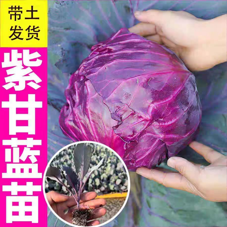 耐寒穴盘紫甘蓝苗秧秋季阳台农家院种菜沙拉包菜四季带土球蔬菜苗