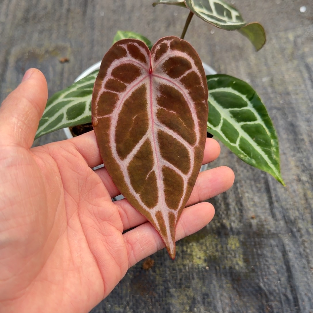 完全开放银光芙蓉25