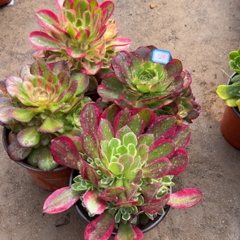 120多肉植物组合