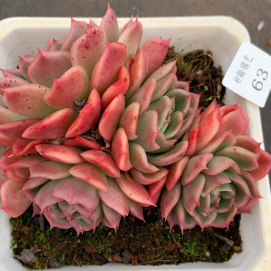 63杂交多肉老桩15包邮