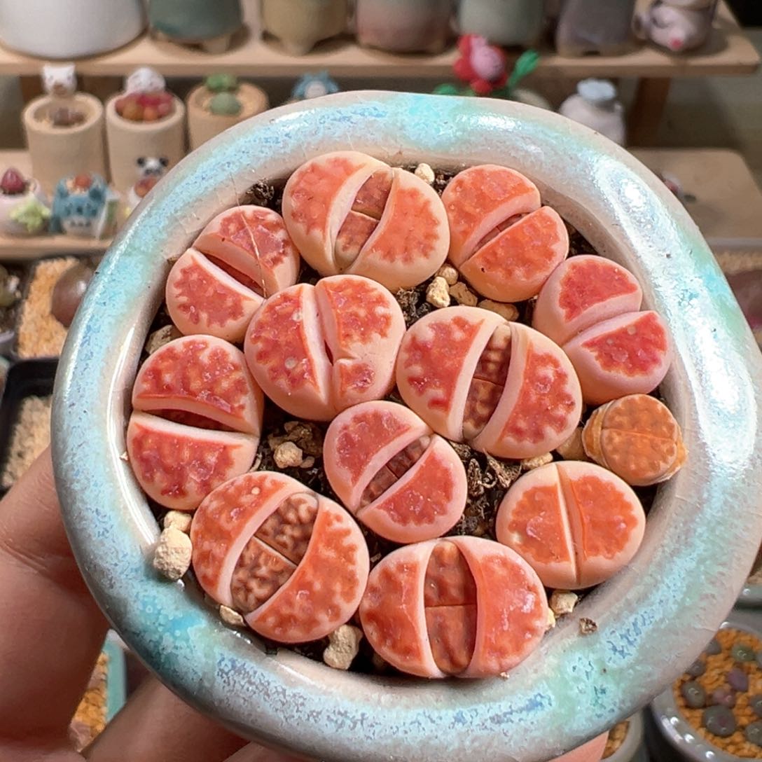 多肉植物69号红窗玉