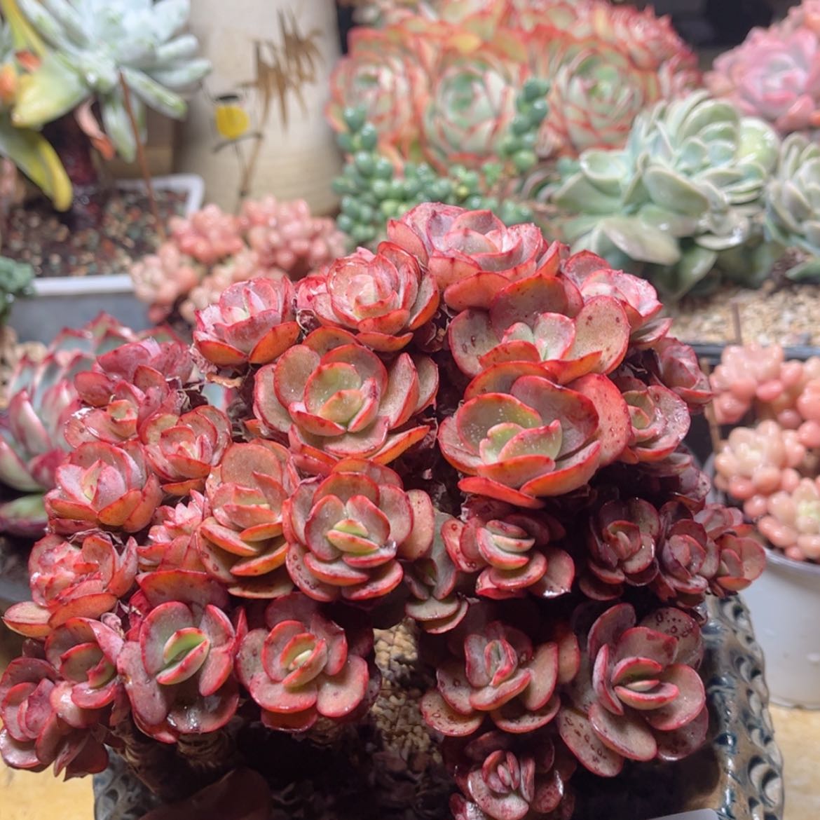 【闪购商品】1765秀妍多肉