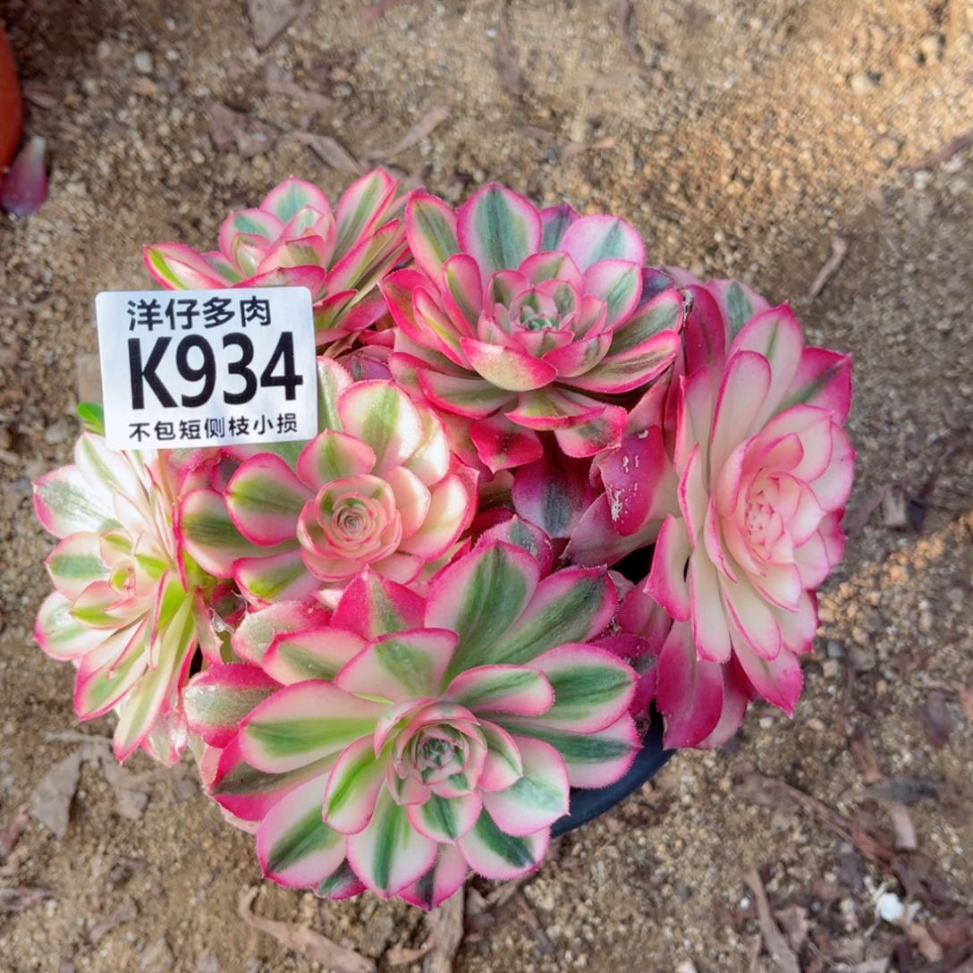 934倾城 冠幅16左右