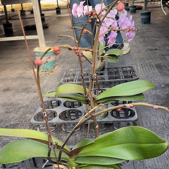 无花朵神仙姐姐一颗高品质