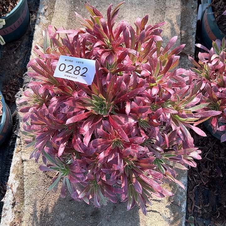 0282凤凰超白多肉植物