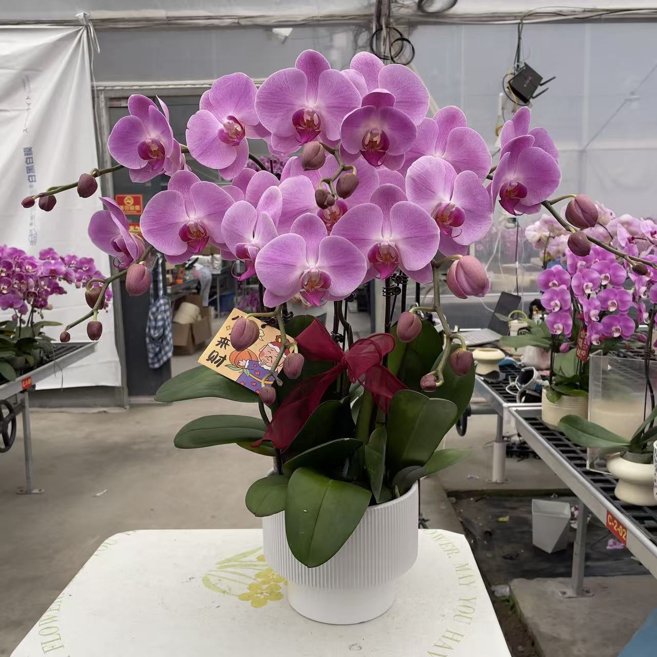 《粉冠军2.0》3.5寸杯精品蝴蝶兰 浅粉色系 室内花花