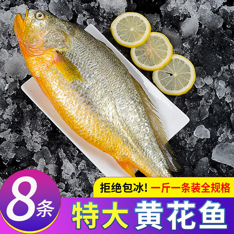 东海大黄花鱼活鱼速冻【拒绝包冰】顺丰冷链包邮到家（网捕个别小伤）