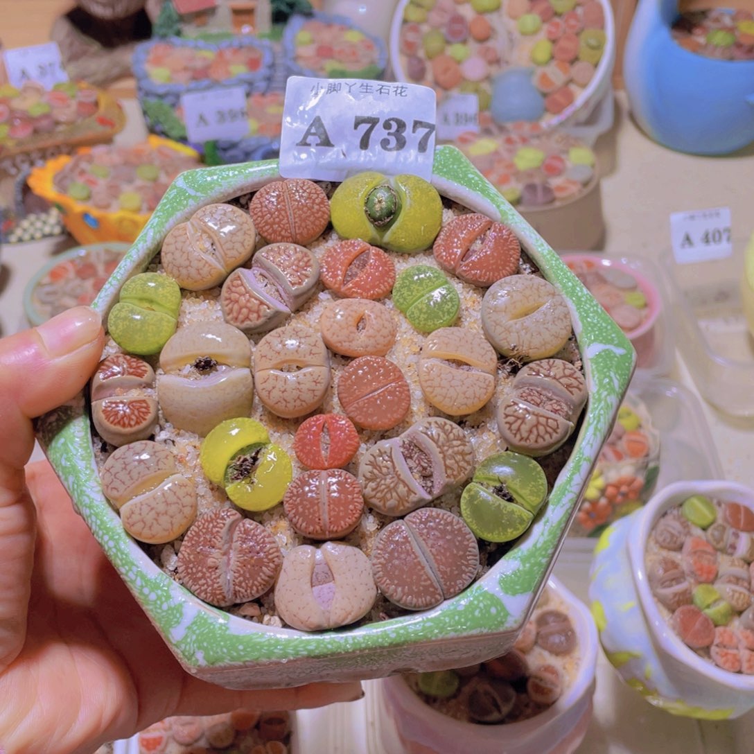 737生石花生石花生石花