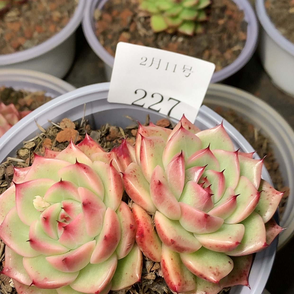 【闪购商品】云227