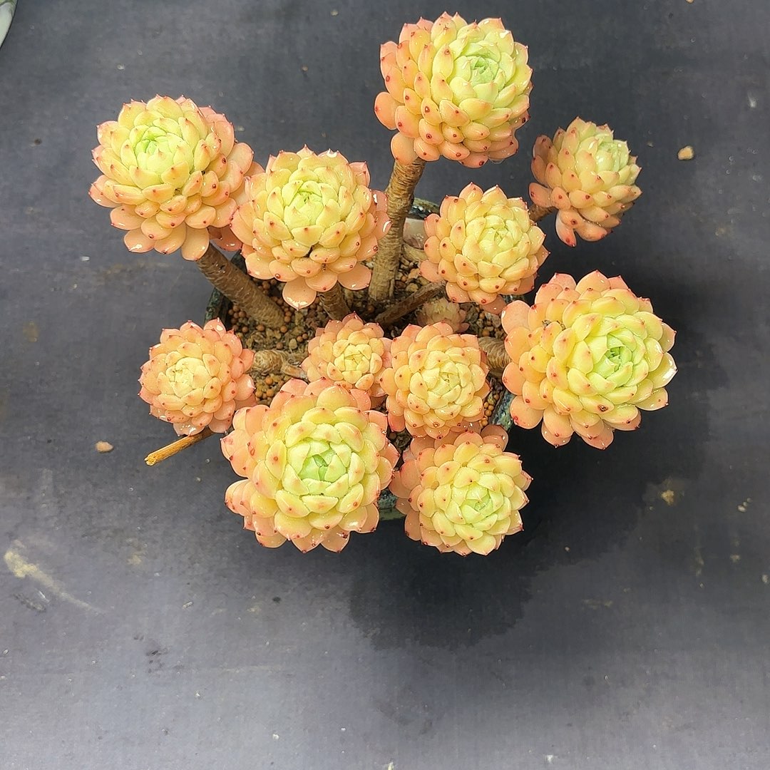 小小弟精品多肉马卡蒂米呀