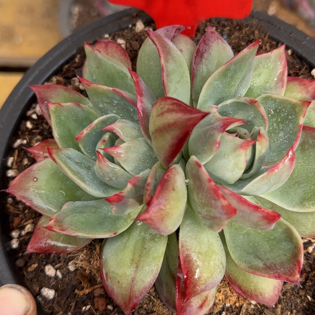 惊鸿一物一拍包装收缩花旱216