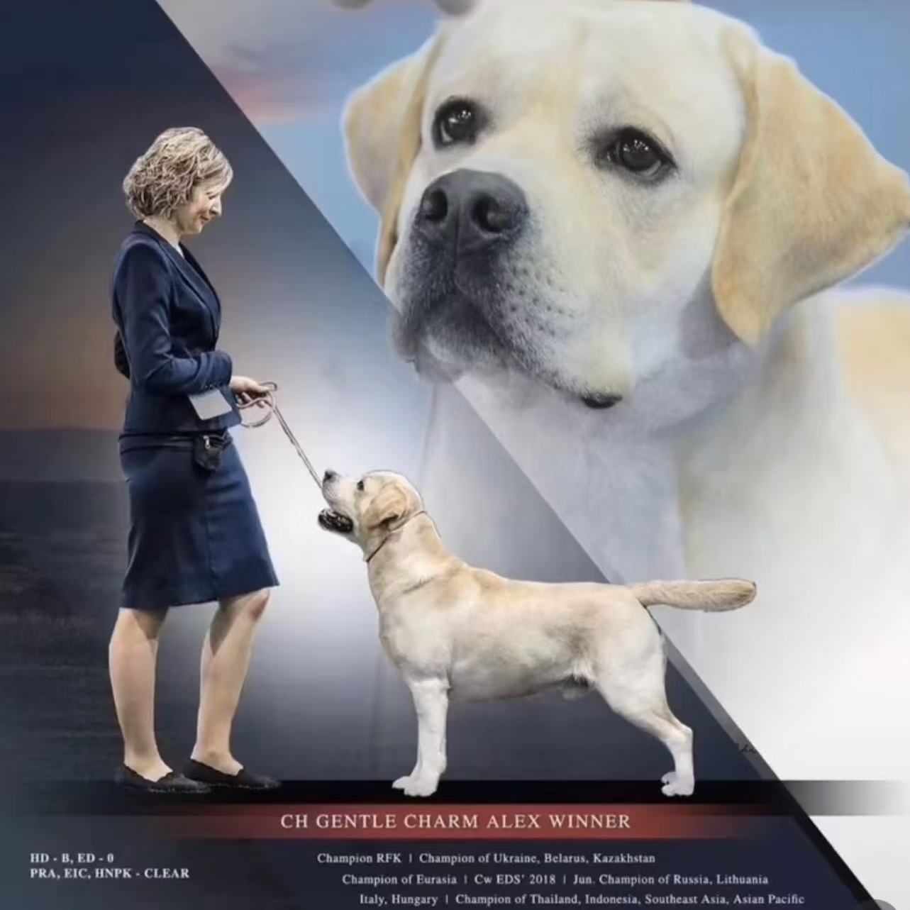 皇家名犬养殖基地温顺聪明宠物友好拉布拉多寻回犬伴侣犬