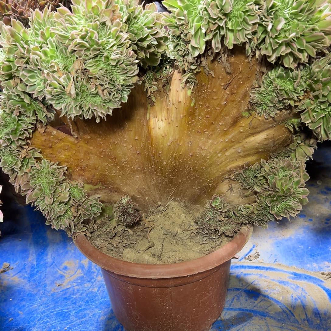 用***6多310肉植物白风缀花