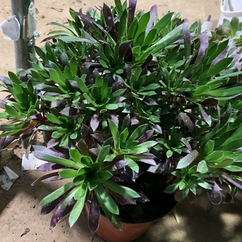 火凤凰玫瑰玫瑰玫瑰