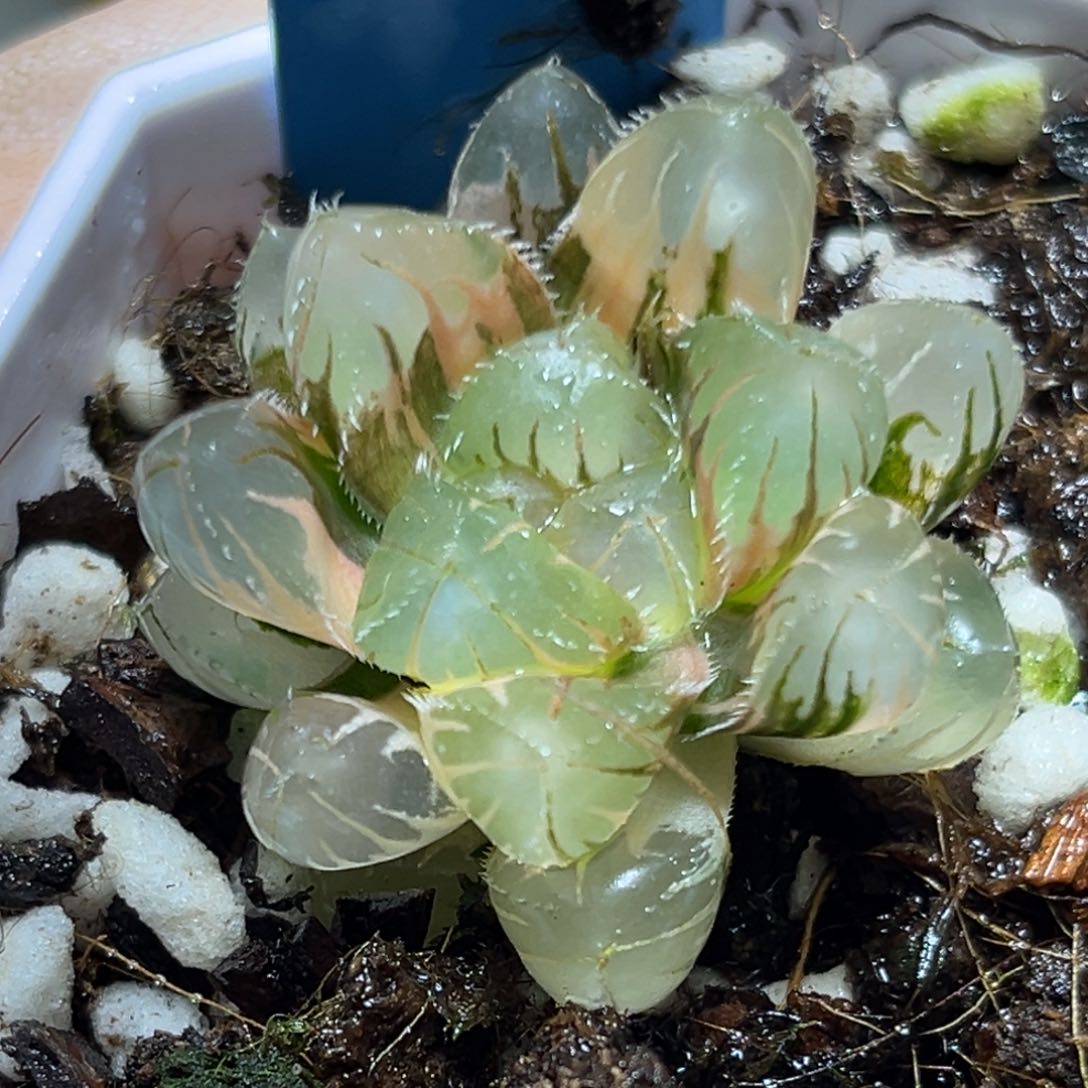 恭喜发财大吉大利901