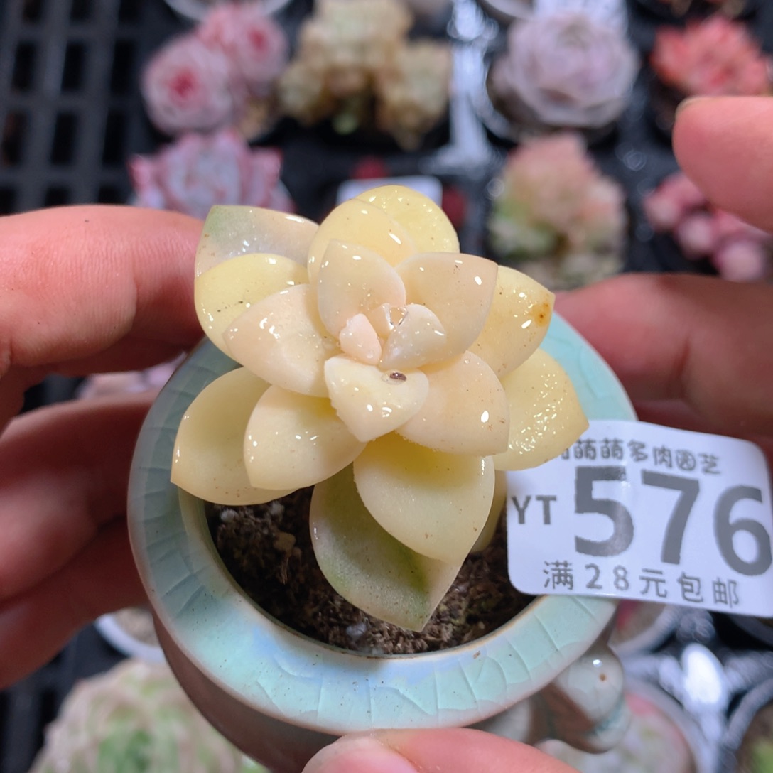 5CM拇指盆精控多肉YT576