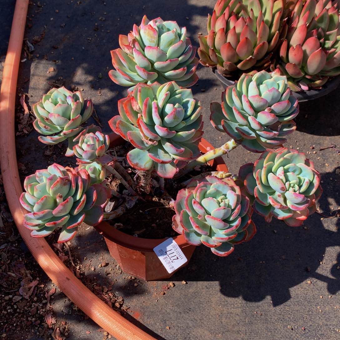 新*2777白月光多肉