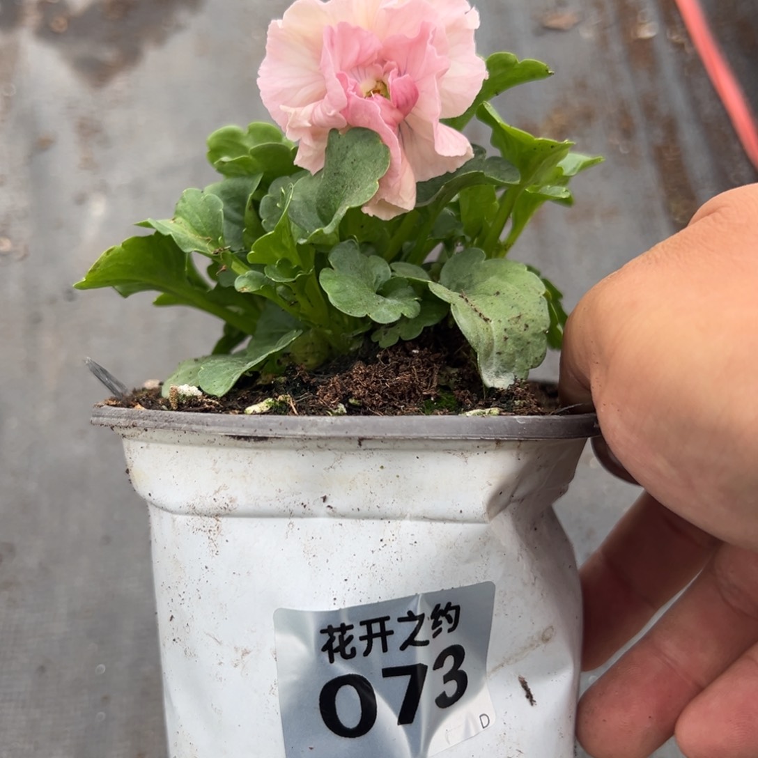 【闪购商品】完全开放073号玛丽琳