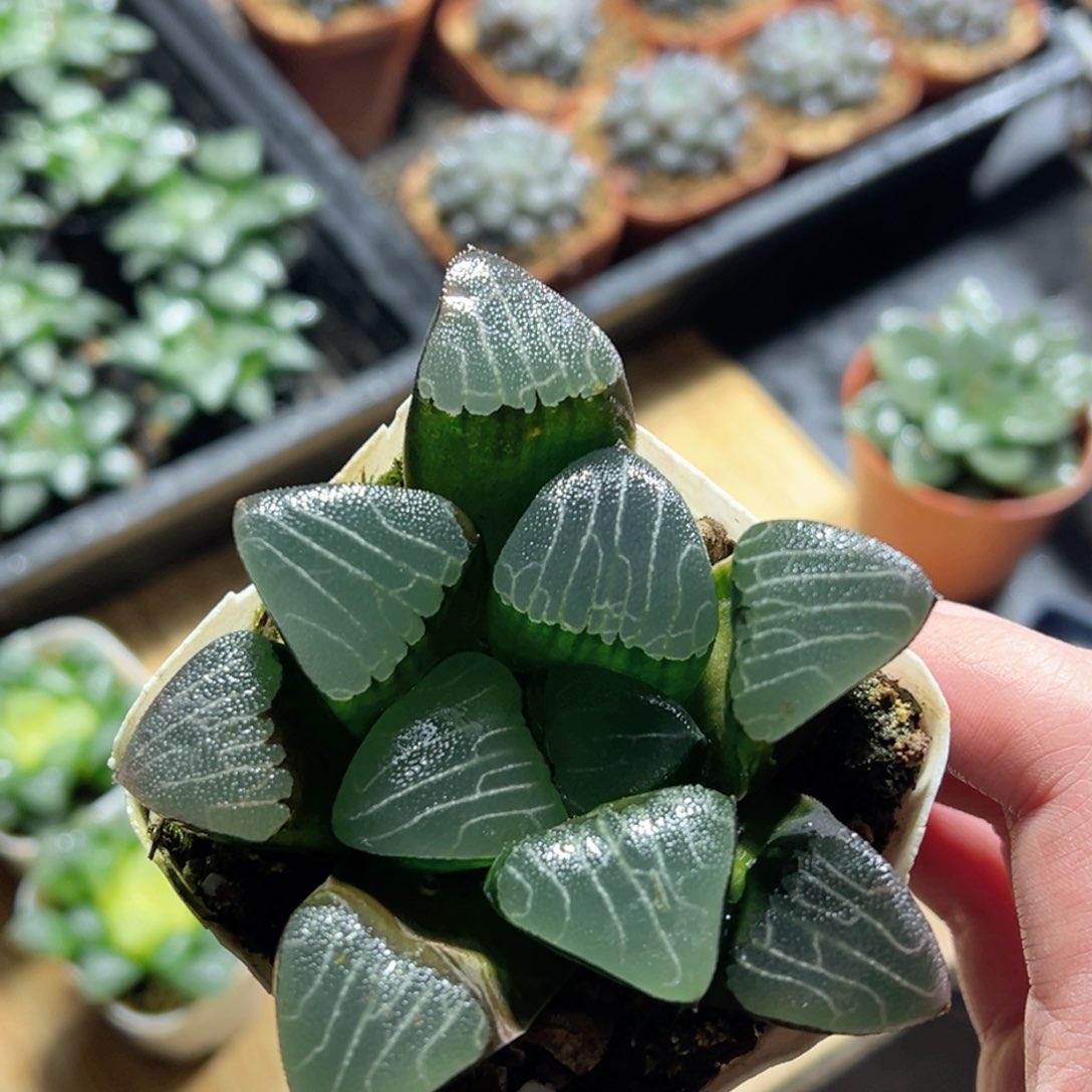 实生克玉露多肉植物