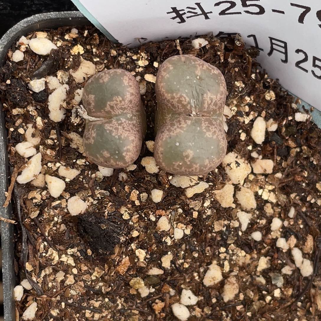 25-79勋章多肉植物