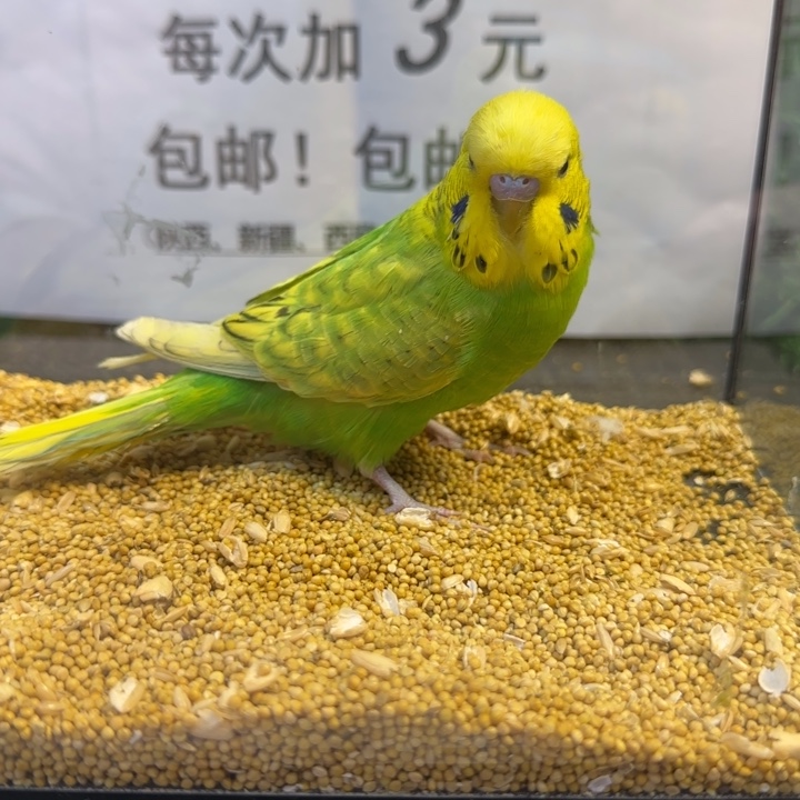 虎皮鹦鹉大头虎皮鹦鹉