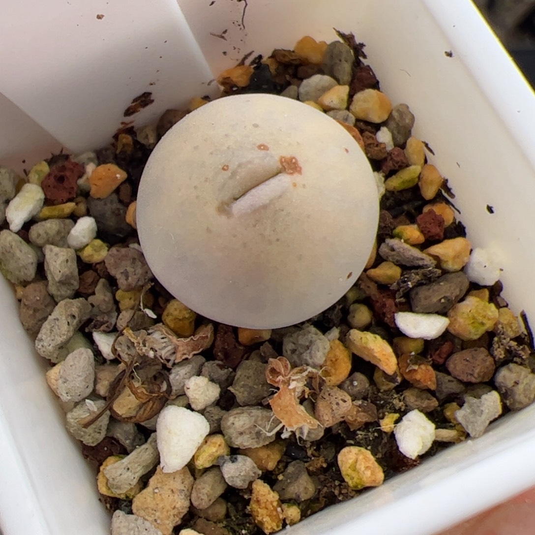 0297号丑鹅 多肉植物