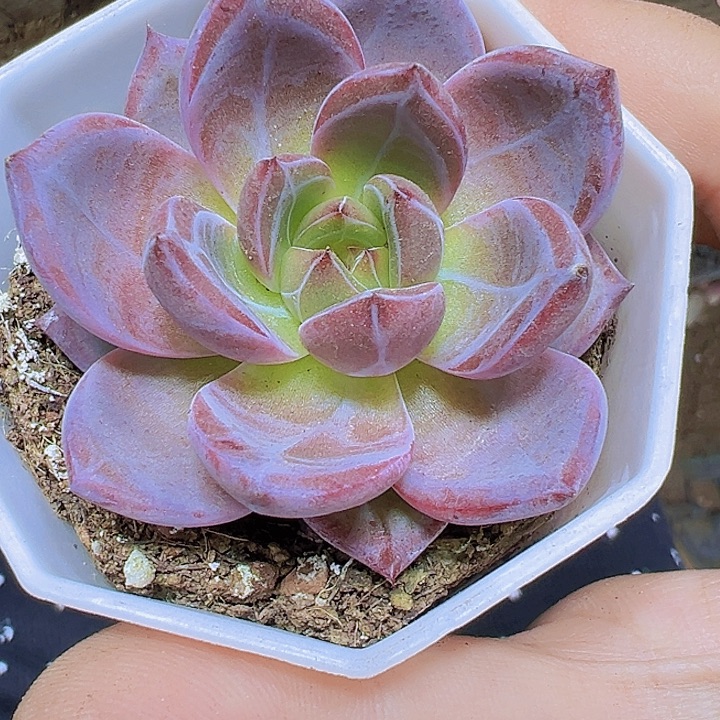 夜魔侠19包邮多诶植物