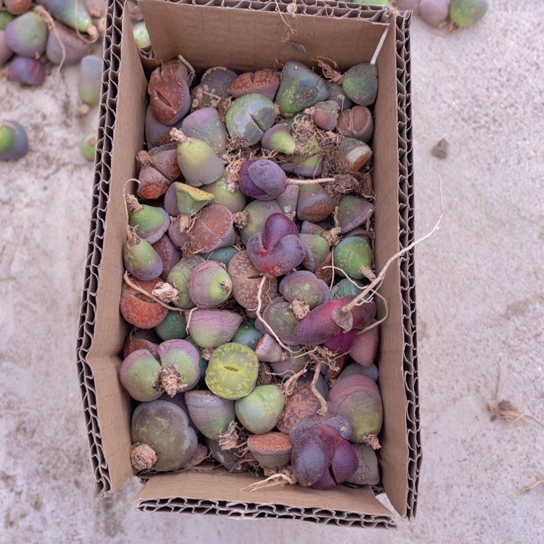 一箱单头88888888888