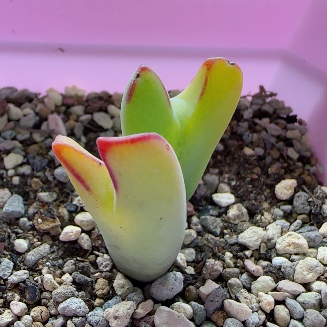 2-4-6-4全场8.8折满58包邮黄体少将脱土