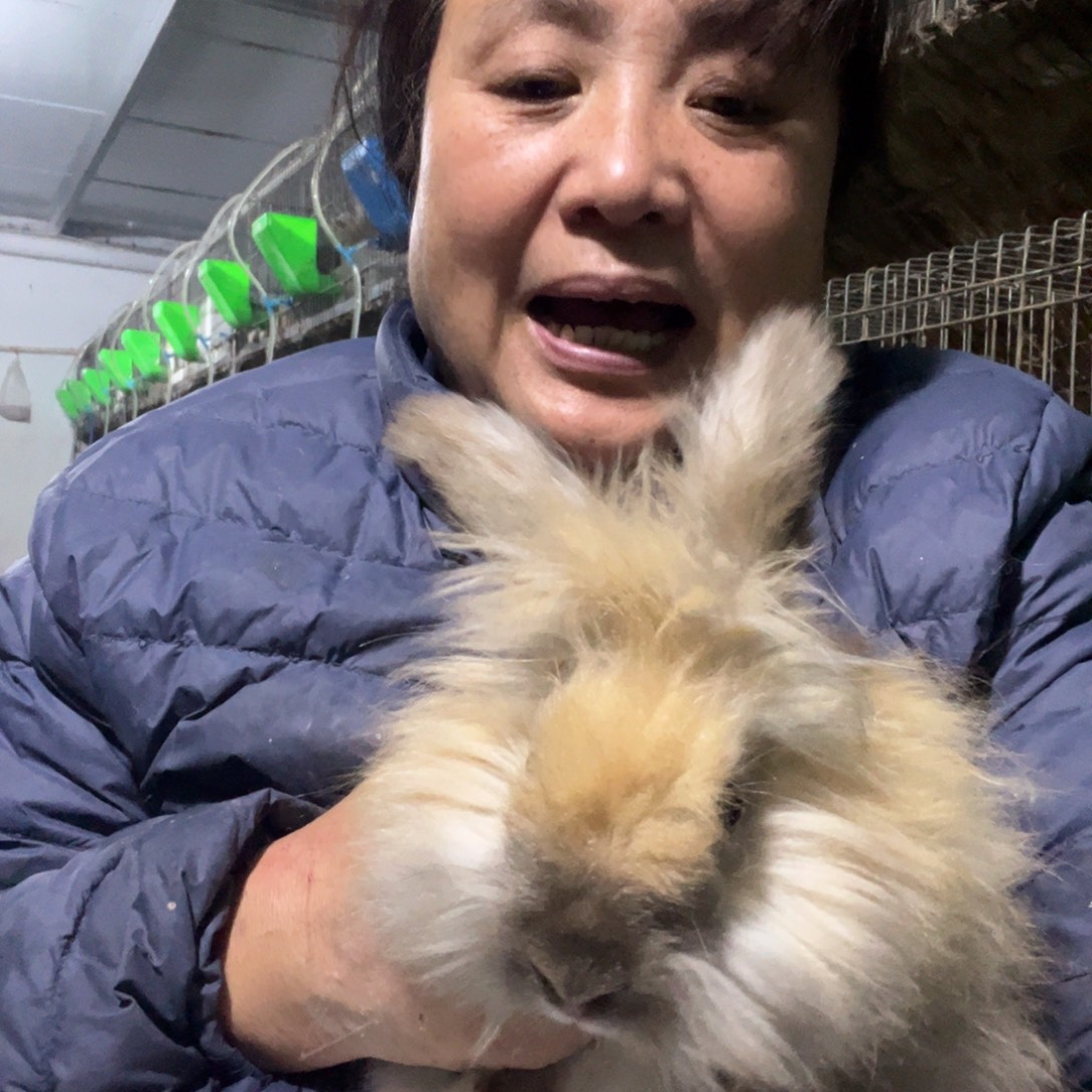 英系安哥拉宠物兔