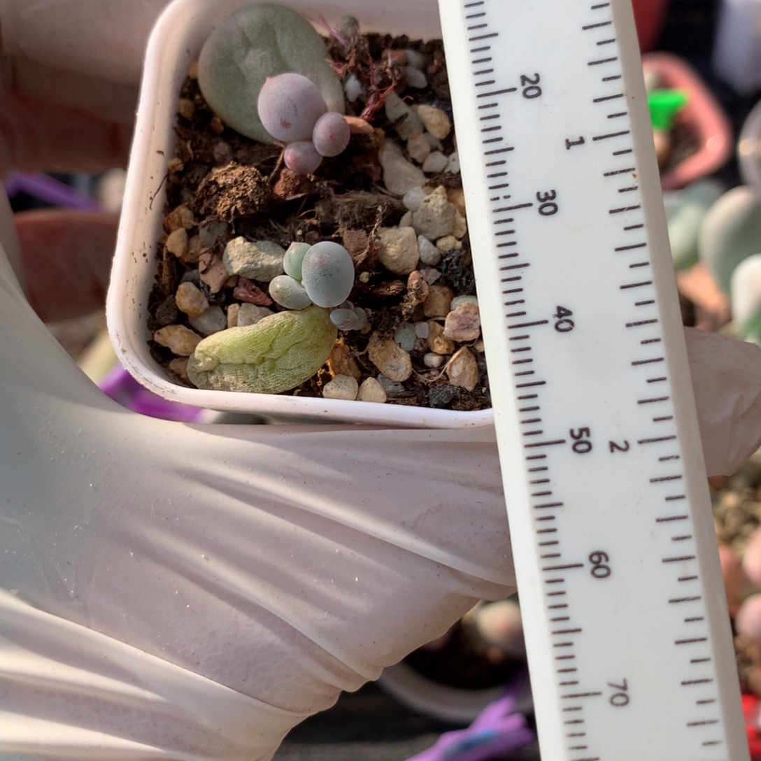 两颗米可奶酪多肉