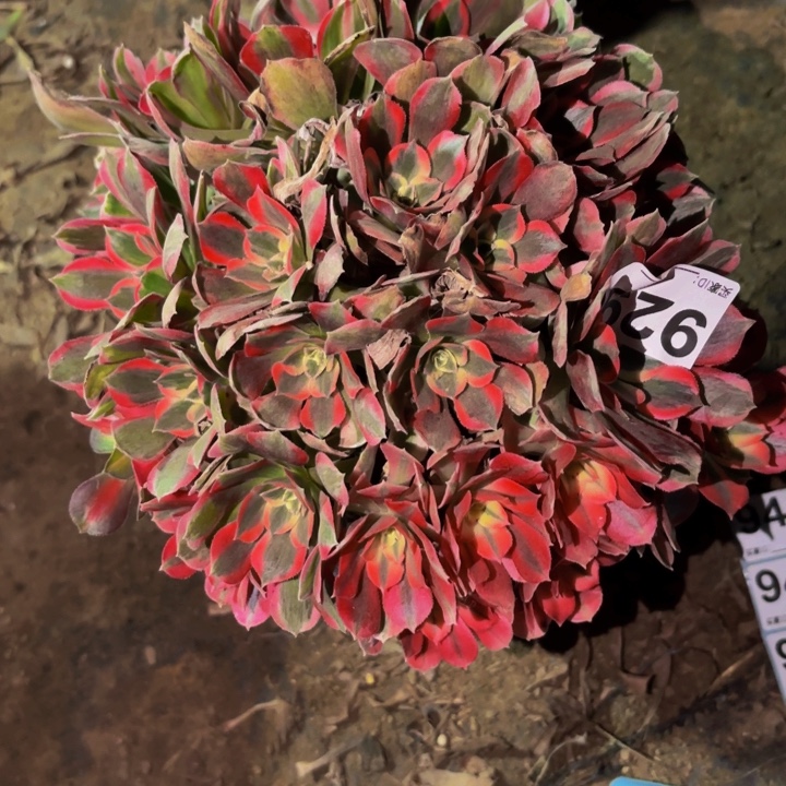 929男神多肉植物不售后砍头老桩