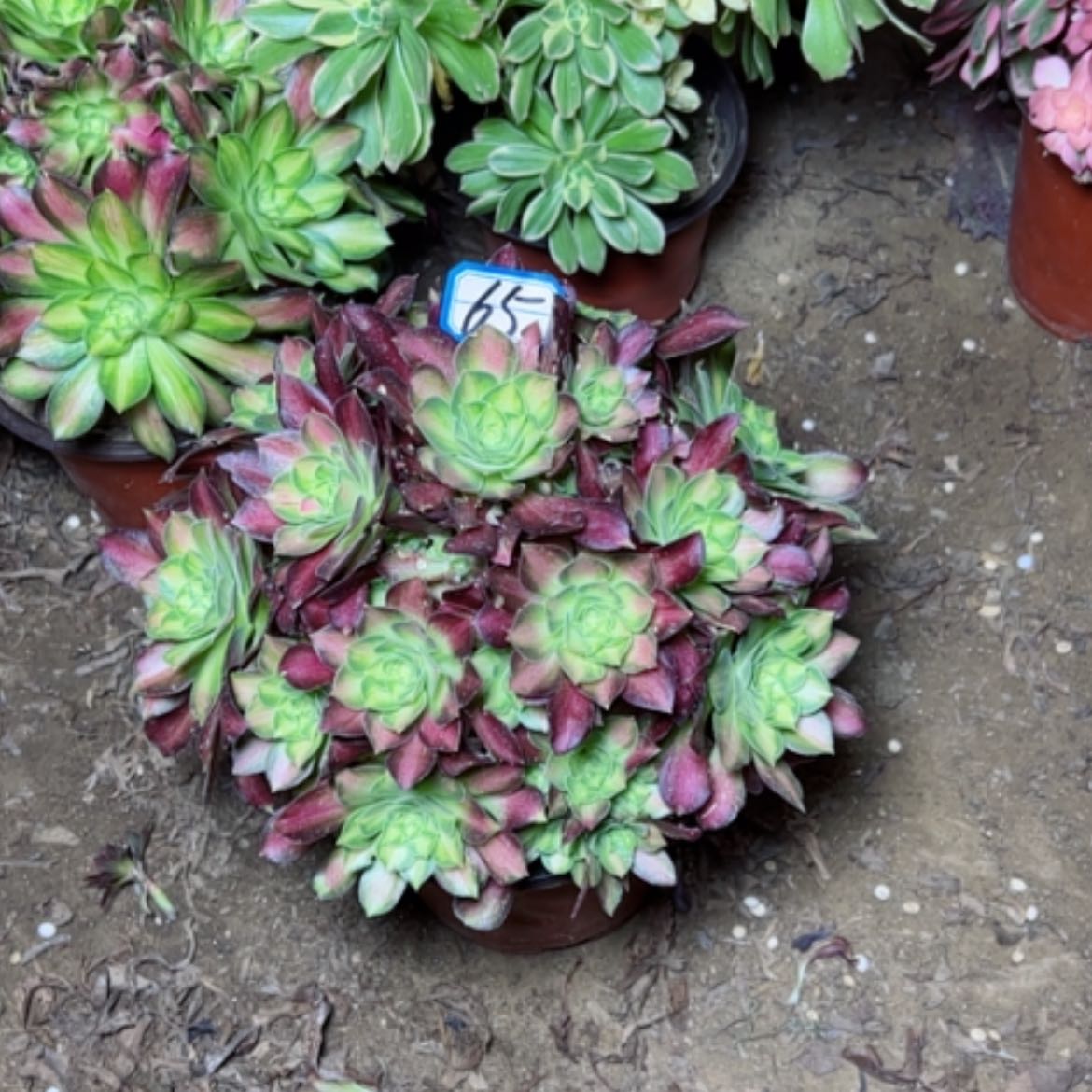 【闪购商品】多肉植物绍华65