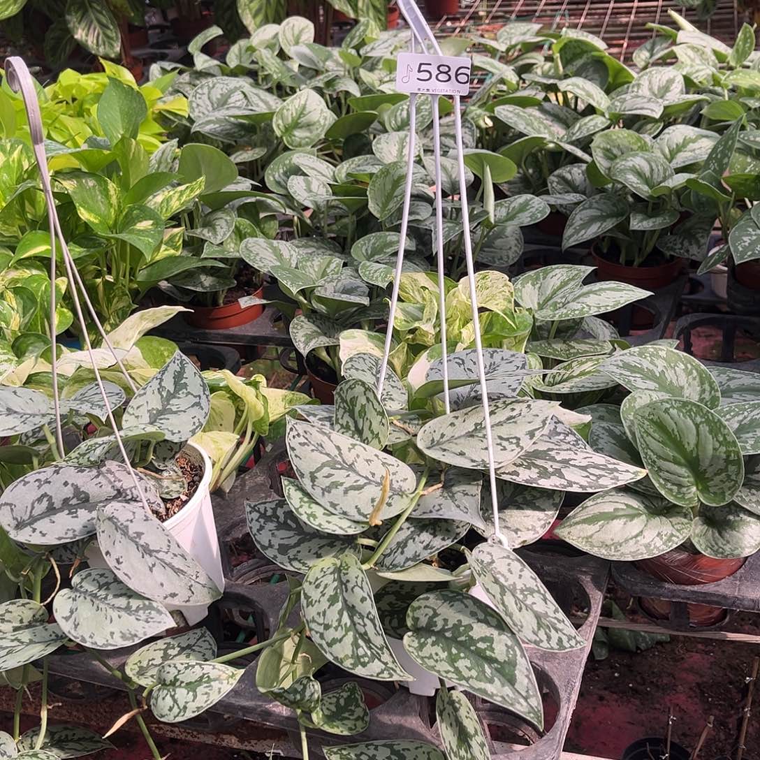 完全开放586 银夫人