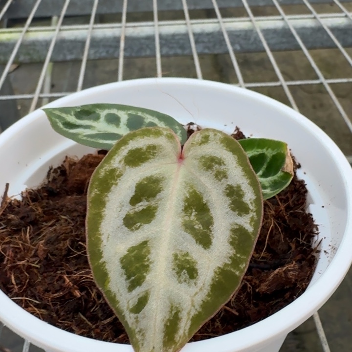 完全开放粉红3.0花烛